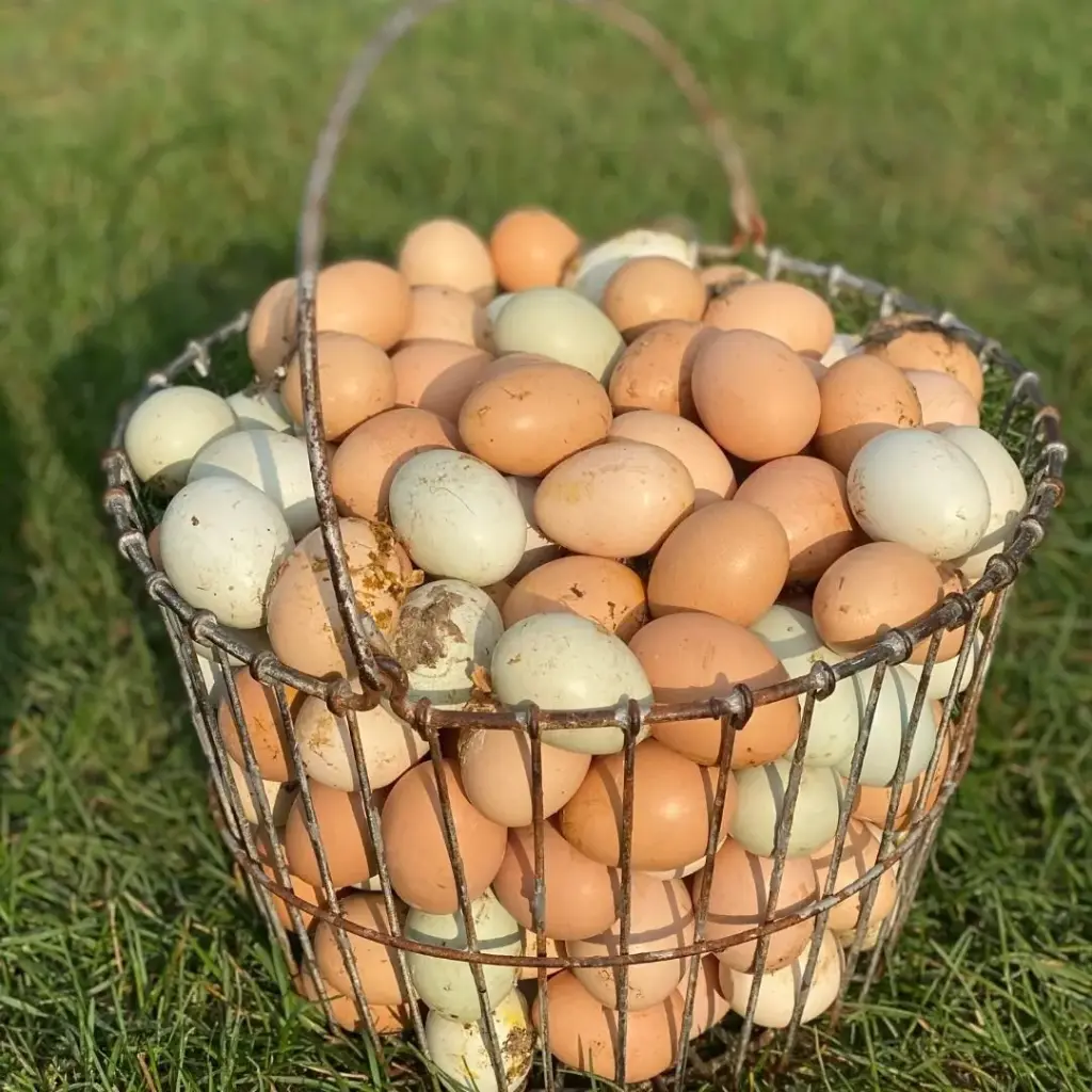 Chicken eggs x 6