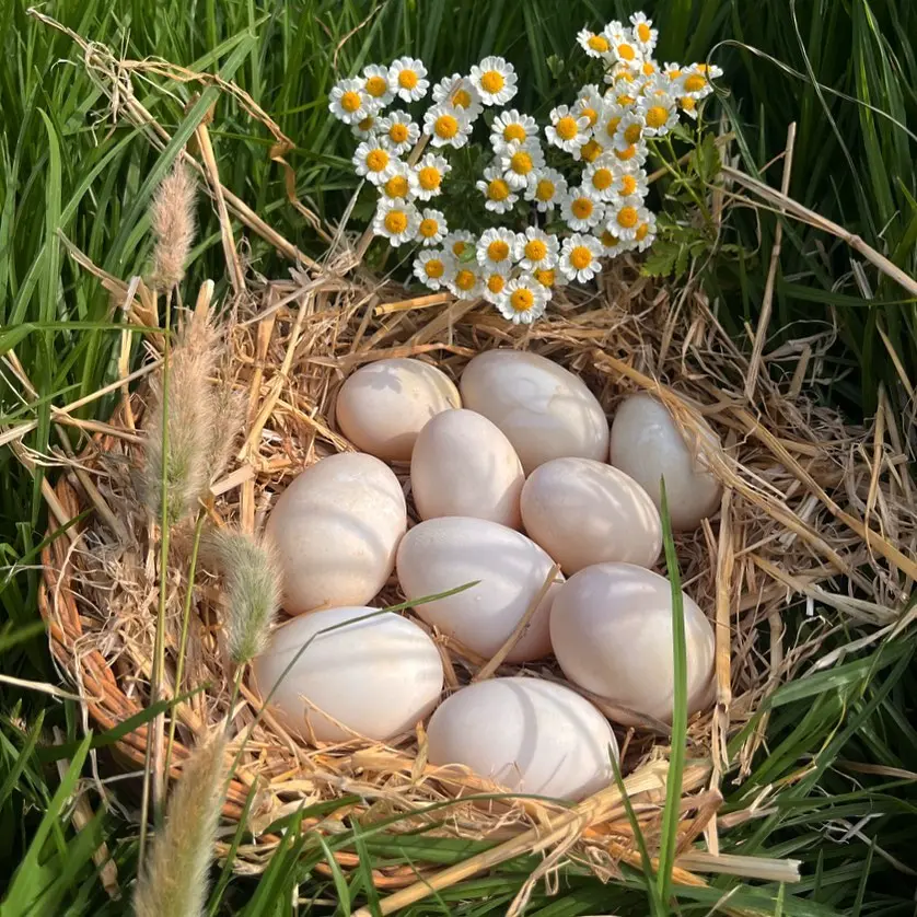 Duck eggs x 30